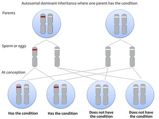 In Autosomal Dominant Inheritance Asp Detail Id